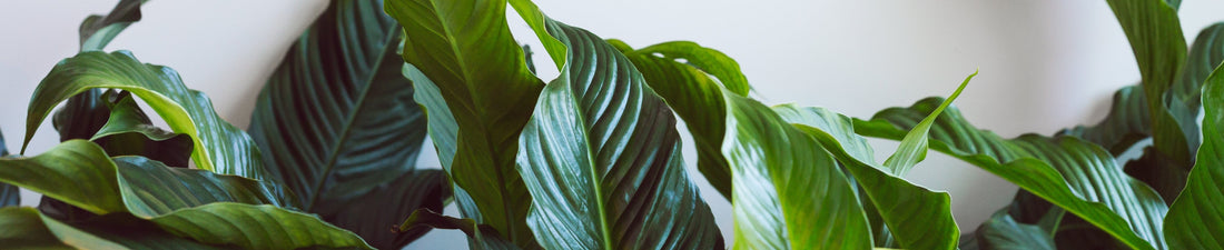 The benefits of artificial plants for your home or office.