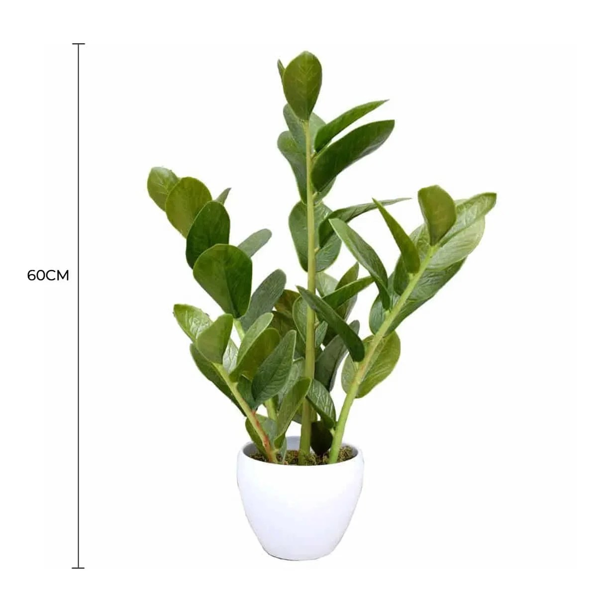 Lifelike 60cm Potted Zanzibar Artificial Plant Full view with measurement