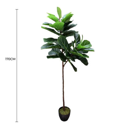 Tall Artificial Fiddle Leaf Fig 170cm full view with measurement