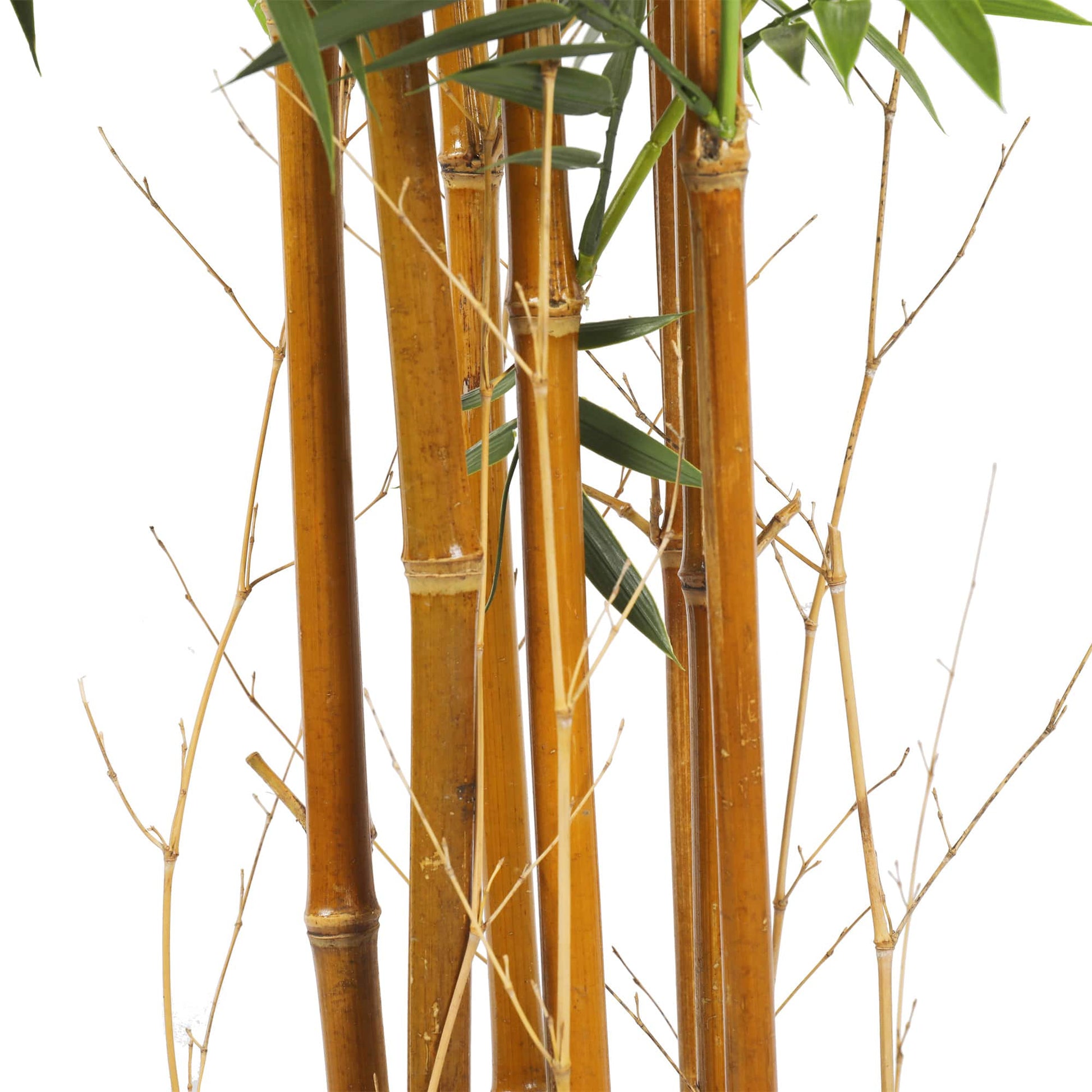 Premium Natural Cane Artificial Bamboo (UV Resistant) 180cm Close up of stems