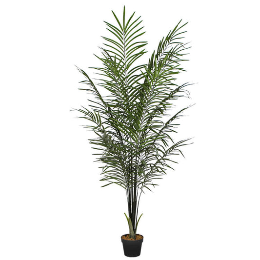 Areca Palm Black Trunks 190 cm