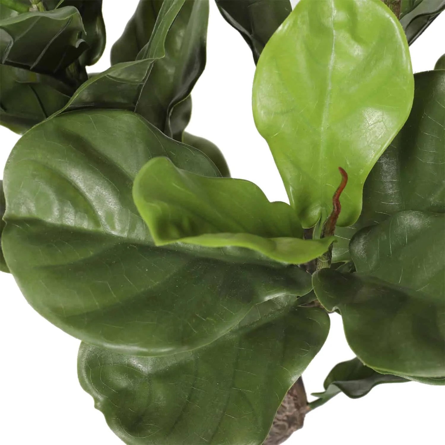 Premium Handcrafted Artificial Fiddle Leaf Fig Tree 150cm Close up of leaves