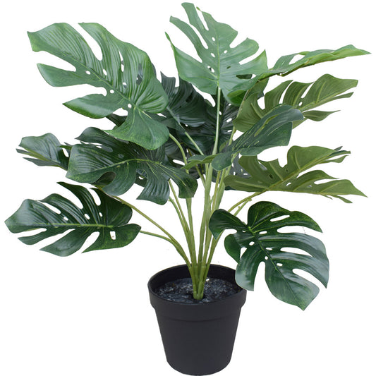 Potted Split Philodendron (Monstera) 40 cm full view