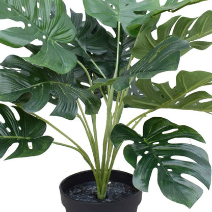 Potted Split Philodendron (Monstera) 40 cm closer view of leaves and stem