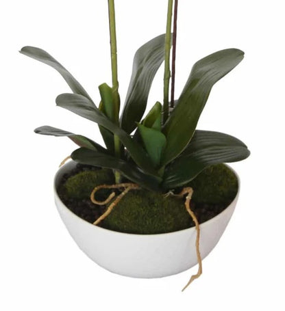  Lifelike 50cm Dual Cream Butterfly Artificial Orchid in Decorative Pot White pot and leaves view