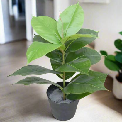 Lifelike 55cm Artificial Rubber Plant