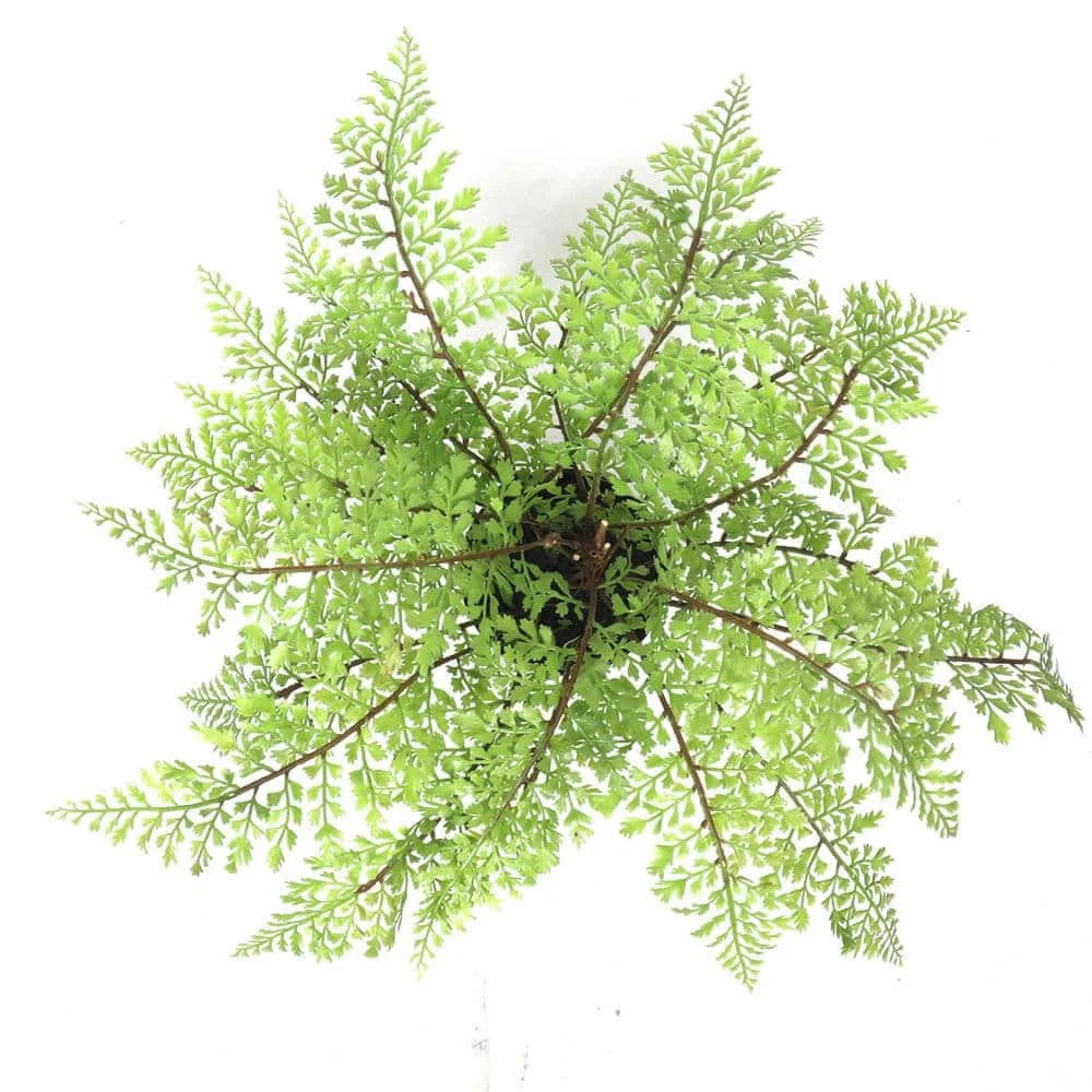 Lifelike 35cm Small Potted Artificial Fern View from top looking down