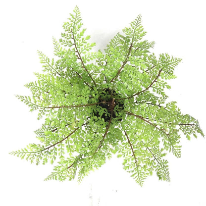 Lifelike 35cm Small Potted Artificial Fern View from top looking down