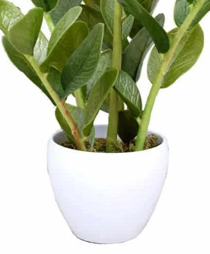 Lifelike 60cm Potted Zanzibar Artificial Plant White pot view