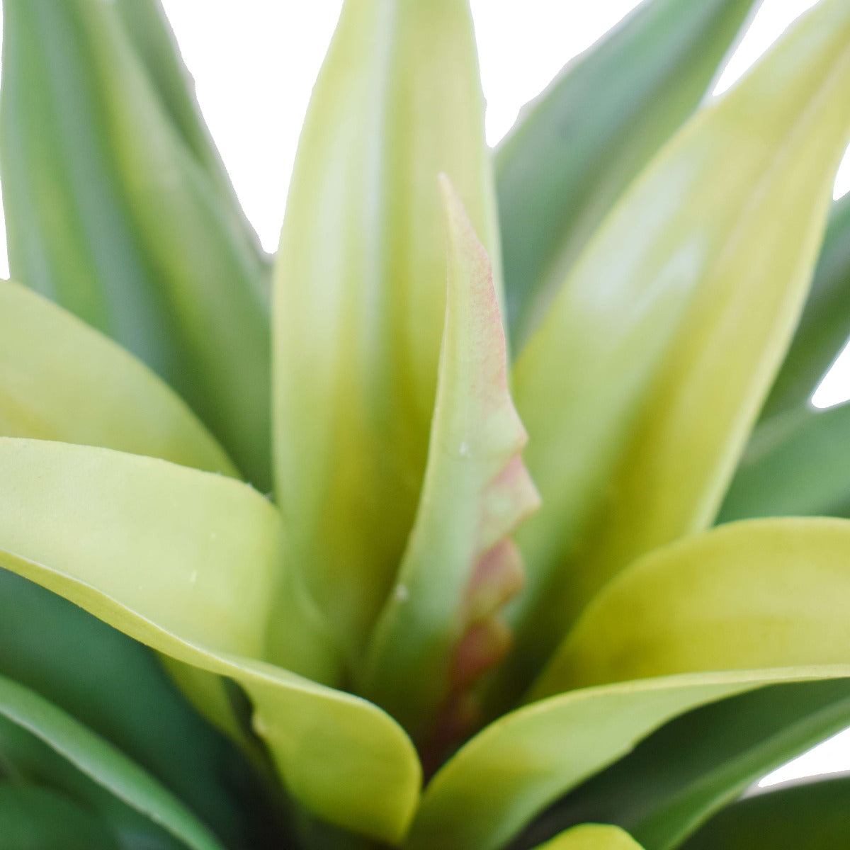 Lifelike 60cm Agave Artificial Plant Close up of center leaves