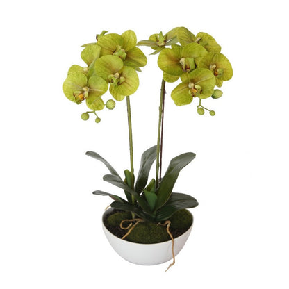  Lifelike 50cm Dual Cream Butterfly Artificial Orchid in Decorative Pot Full view